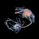 2_CrabMolting (Demo)