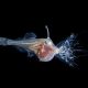 4_BlowBubbles (Demo)
